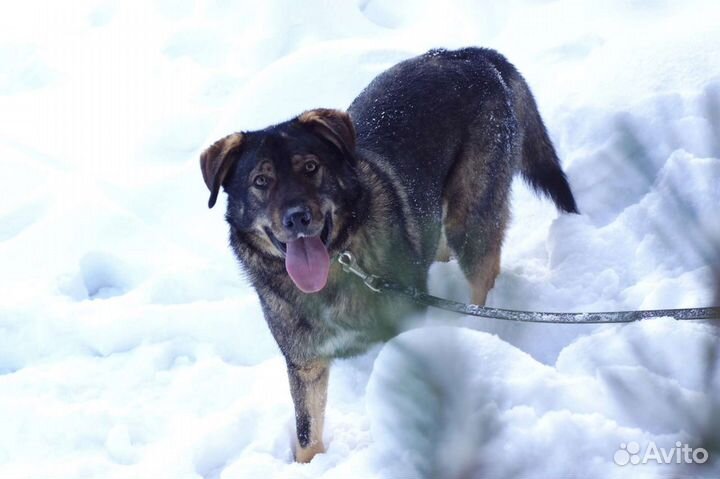 Шикарный медведь Цай