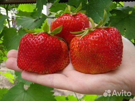 Клубника сортовая 