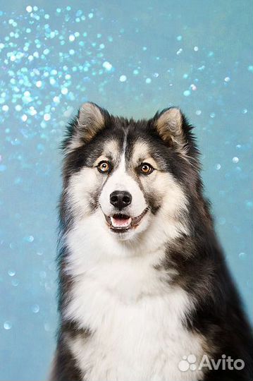 Якутская лайка