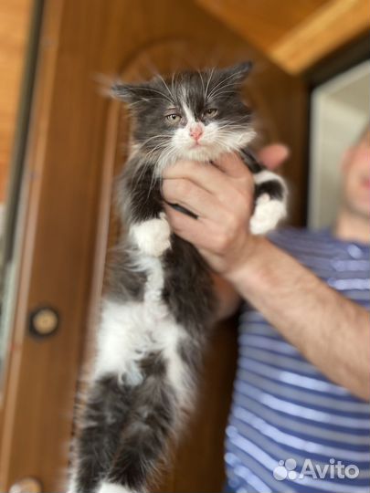 Кошка в дар бесплатно
