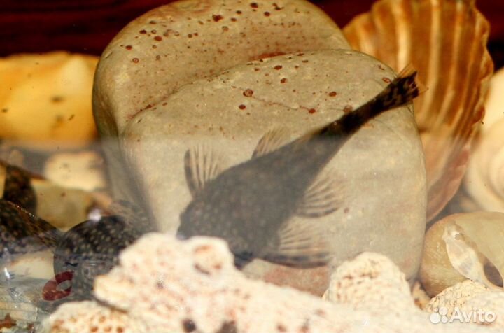 Сомики Анциструсы