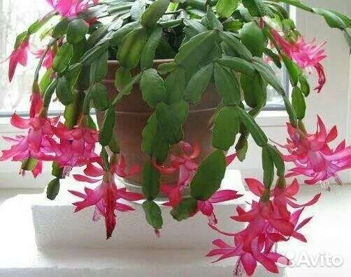 Декабрист шлюмбергера розовый