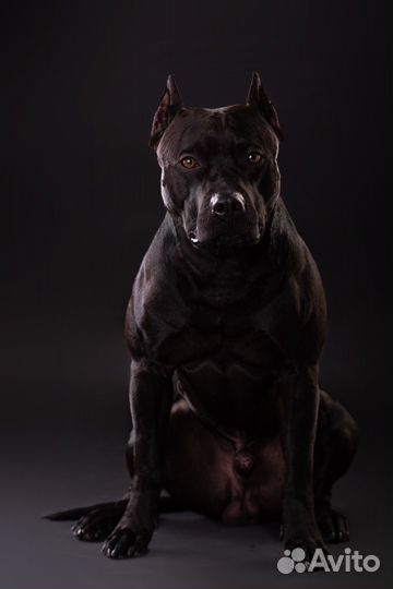 Американский питбультерьер черный для вязки