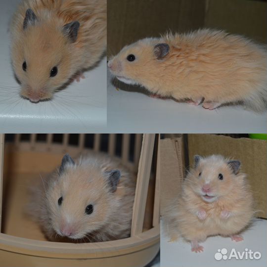 Сирийский хомяк