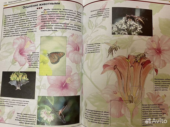 Детская энциклопедия