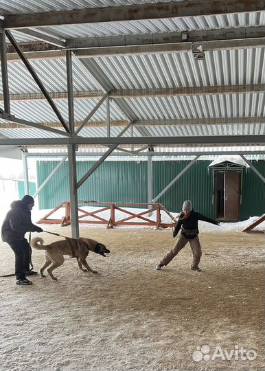 Услуги кинолога (система без наказаний)