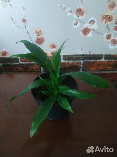 Пальма драцена