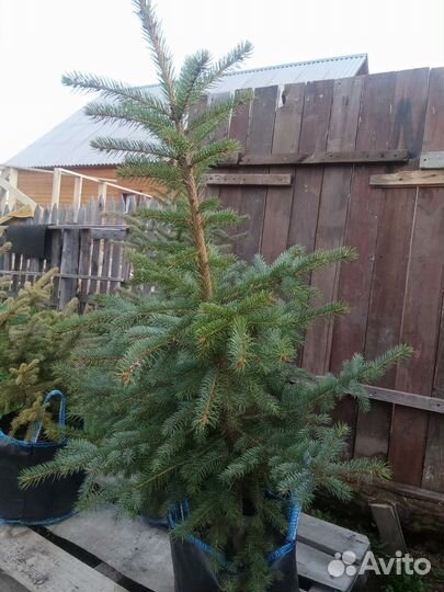 Ель голубая глаука