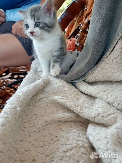 Кот и кошка в дар бесплатно