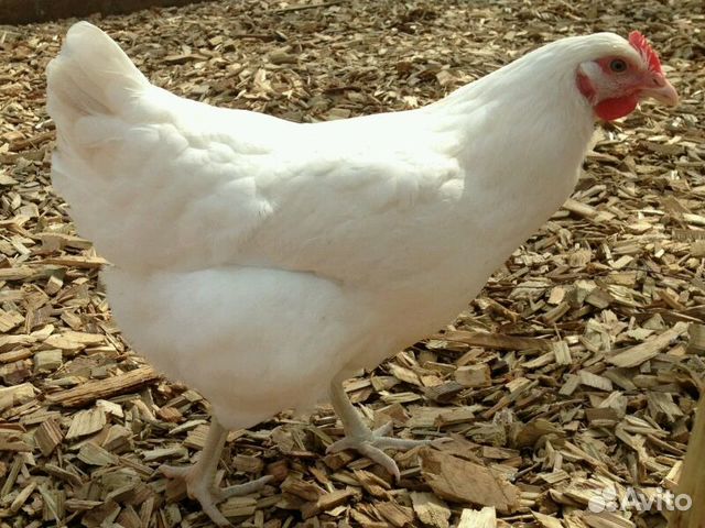 Породы белых кур несушек с фотографиями