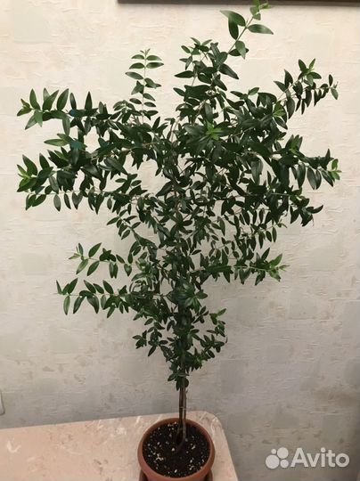 Миртовое дерево