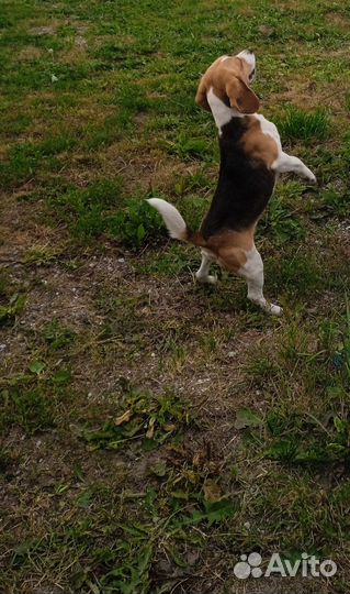 Вязка кобель Бигль