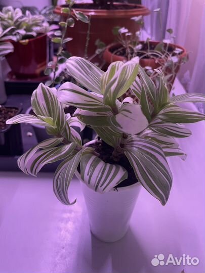 Традесканция