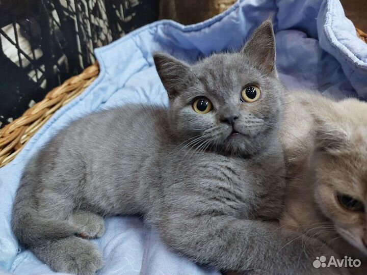 Британская кошка