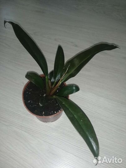 Филодендрон Erubescense