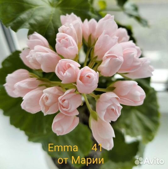 Пеларгония Emma