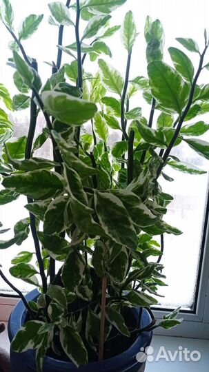 Педилантус