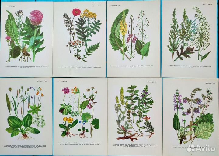 Ботанические иллюстрации