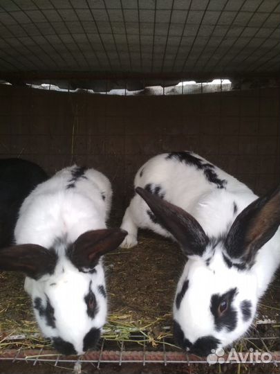 Продам кроликов