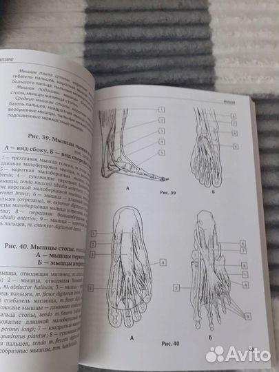 Анатомия атлас раскраска Медицина