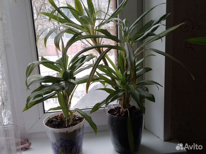 Дифенбахия