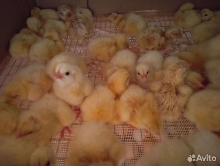 Бройлер Кобб 500, росс 308 импорт