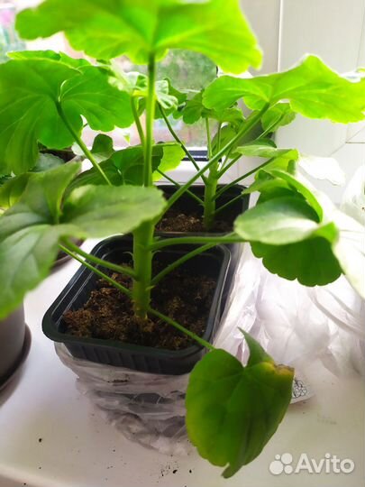 Герань пеларгония продается