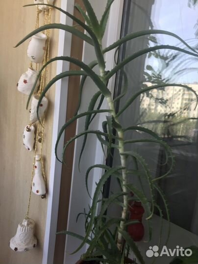 Комнатные цветы алоэ
