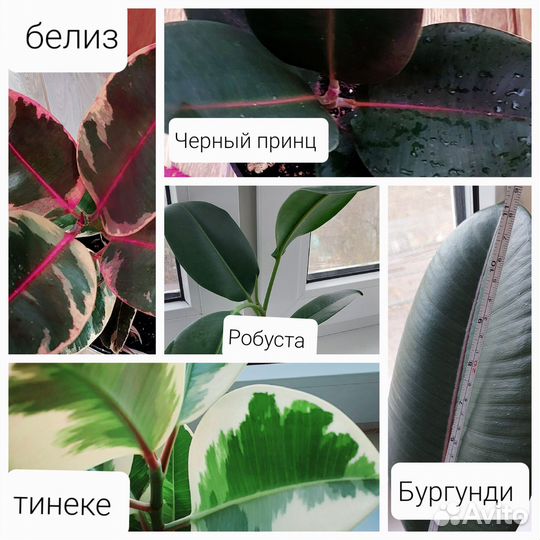 Фикусы сортовые