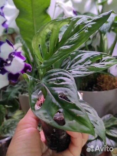 Монстера Адансона Манки Маск (Monkey Mask)