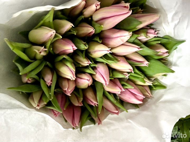 Тюльпан розовый крупный оптом в Москве