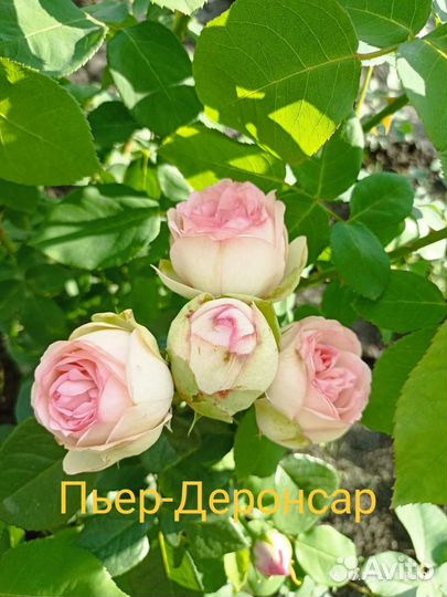 Саженцы розы