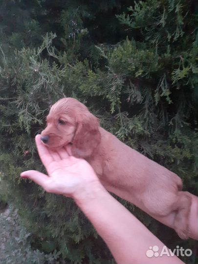 Спаниель английский кокер