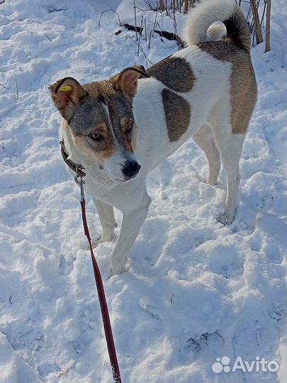 Луна собака компаньон