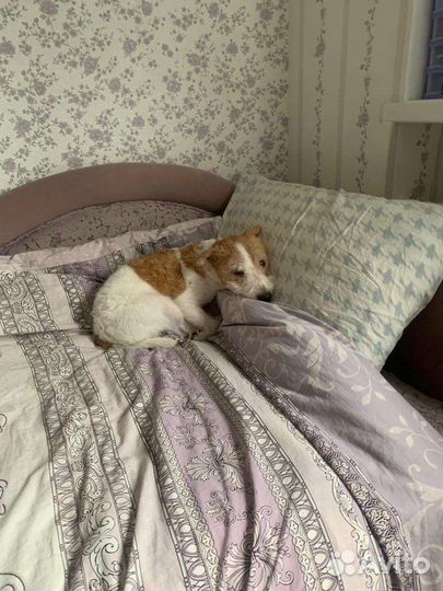 Собака Парсон рассел терьер в добрые руки