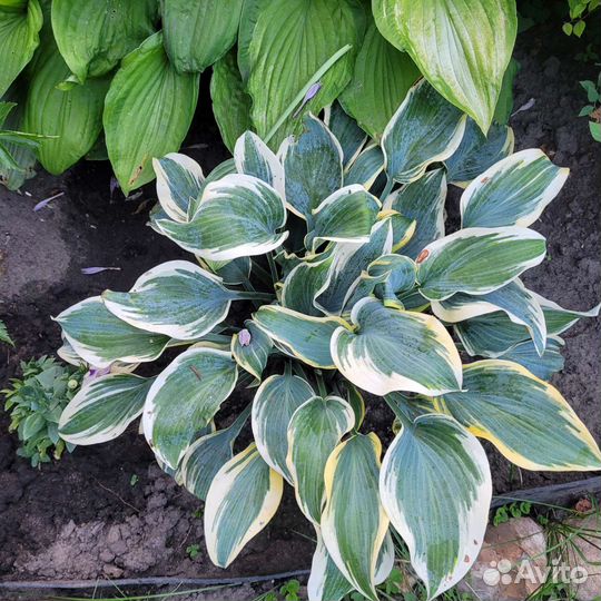 Хоста растение