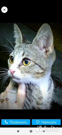 Котенок
