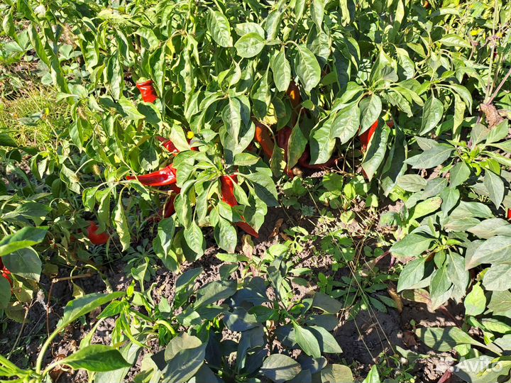 Перец острый, свежий и маринованный