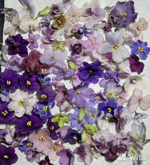 Фиалки сортовые