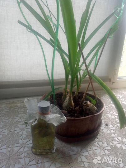 Индийский лук, алоэ Вера, мята