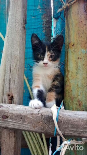 Котята в добрые руки бесплатно