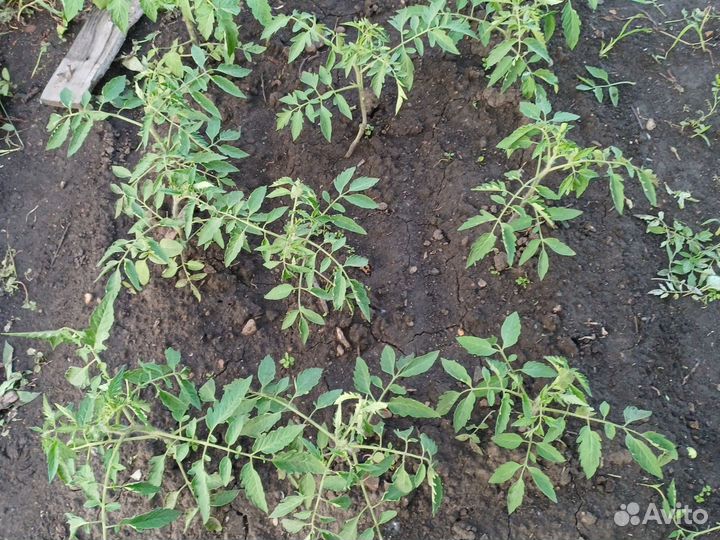 Рассада помидоров томатов