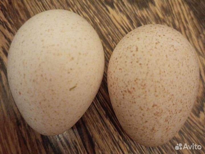 Ия индюшиные