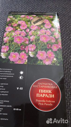 Рассада цветов