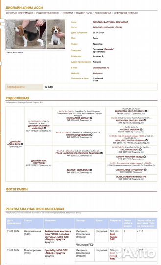 Щенки породы бигль