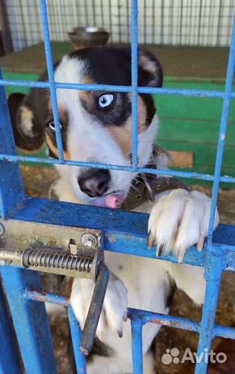 Спасите Фриду