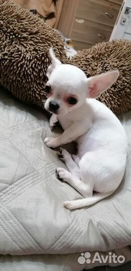 Щенки чихуахуа