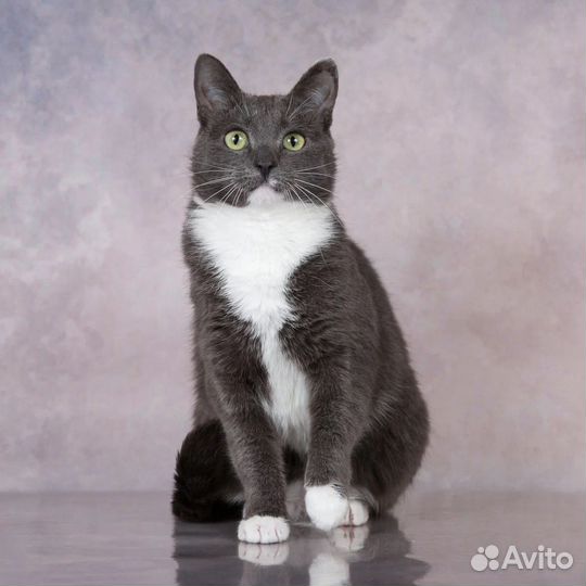 Кошки в добрые руки бесплатно