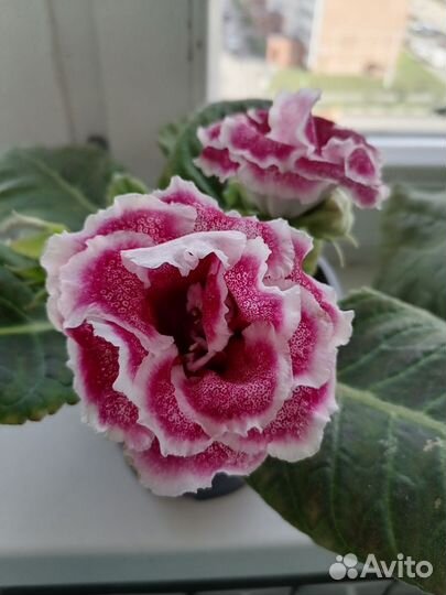 Глоксиния махровая