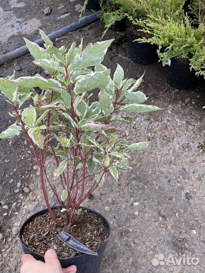 Саженцы Дерен белый Элегантиссима